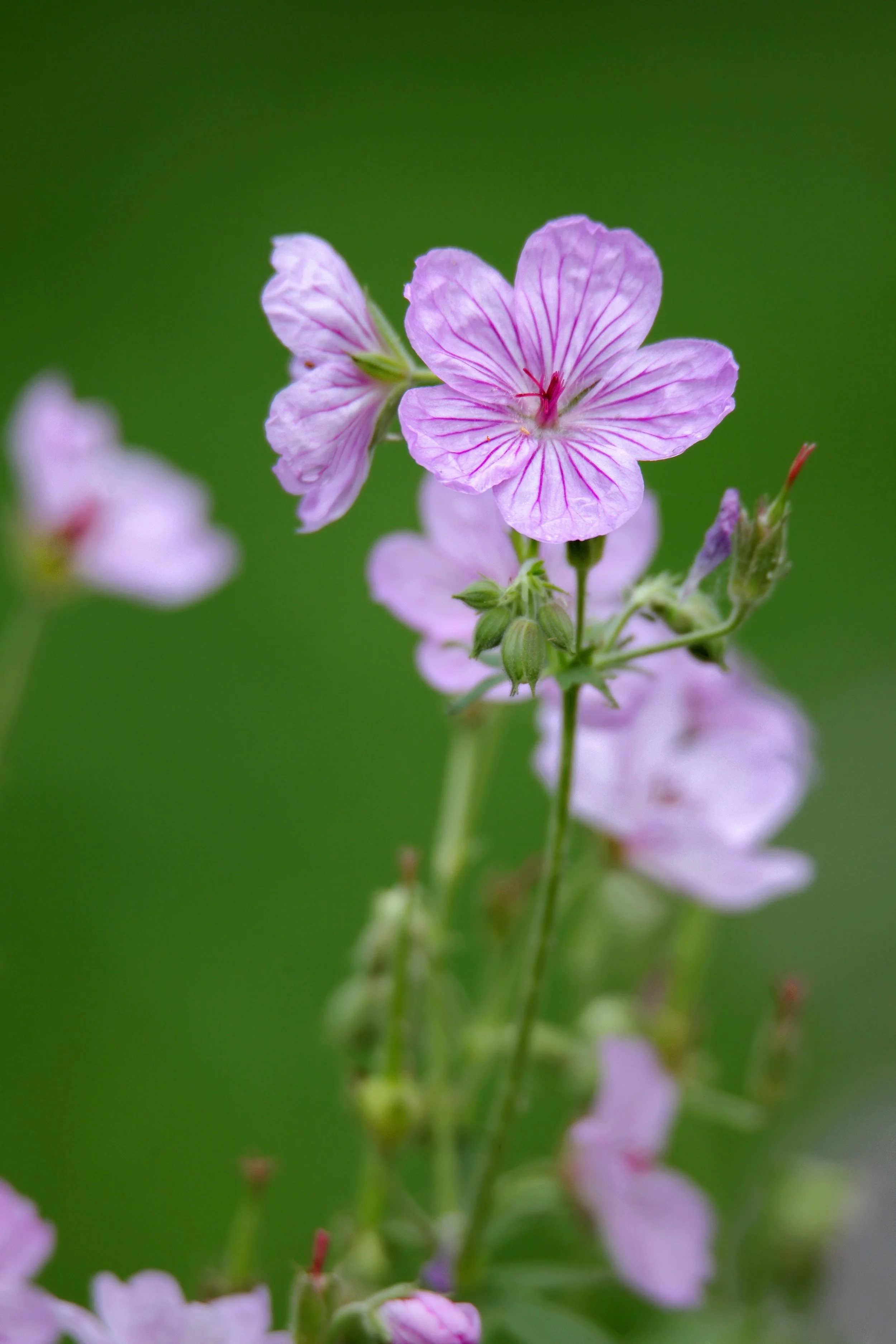Geranium pratense 'Rose Queen' 