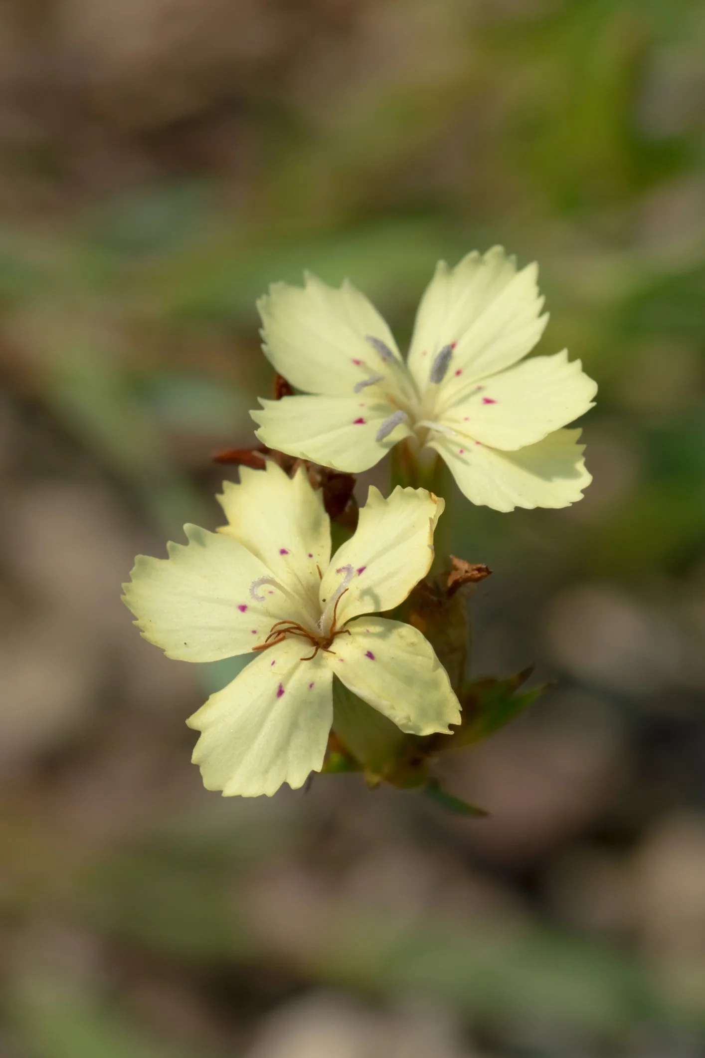 Dianthus knappii Yellow Harmony