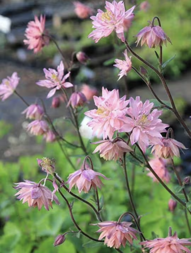 Screenshot 2025-11-22 at 2.46.16 PM.png