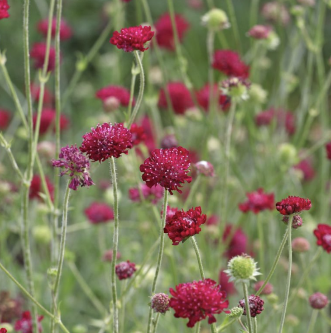 Knautia macedonica
