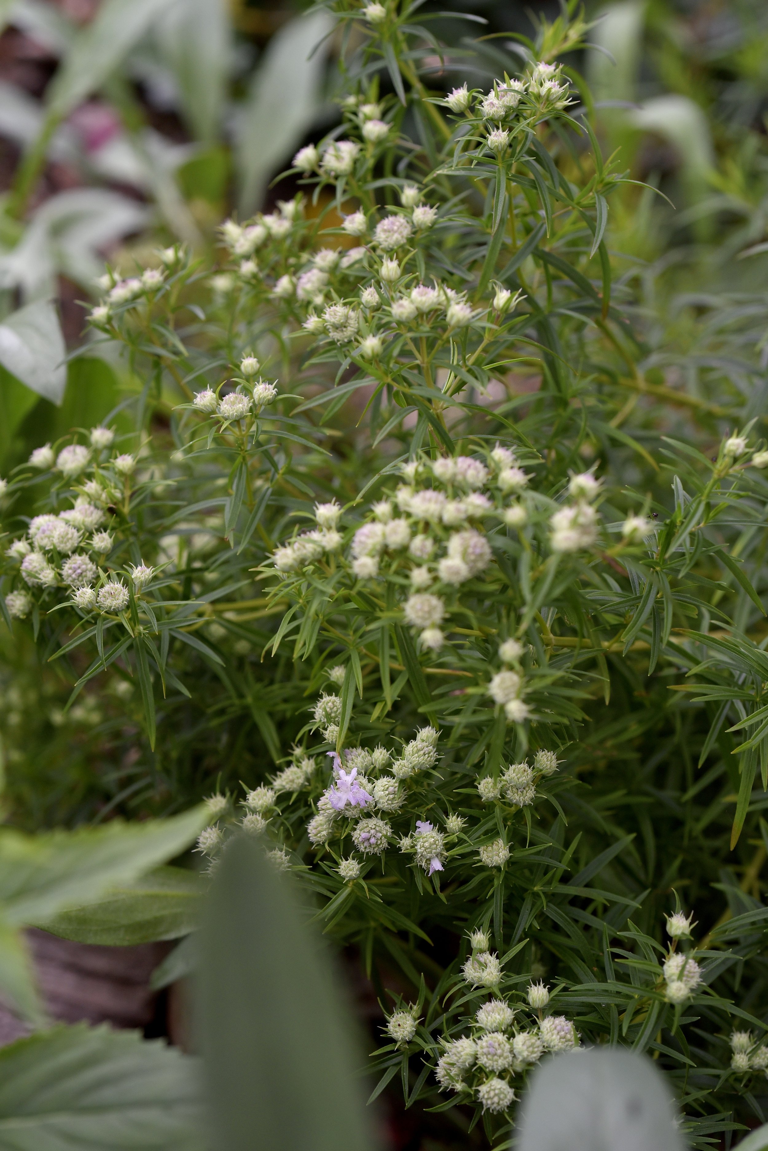 Pycnanthemum Tenuifolium