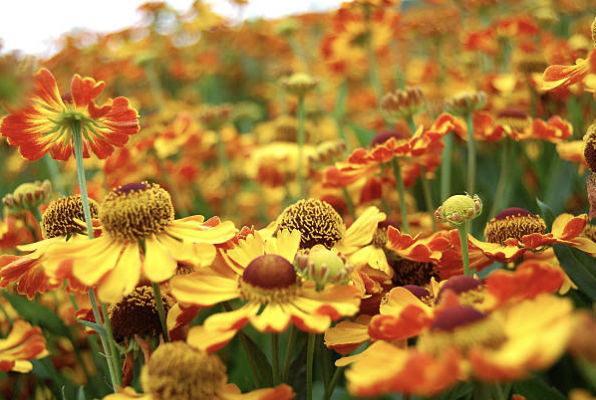 Screenshot 2026-01-17 at 1.13.44 PM.png