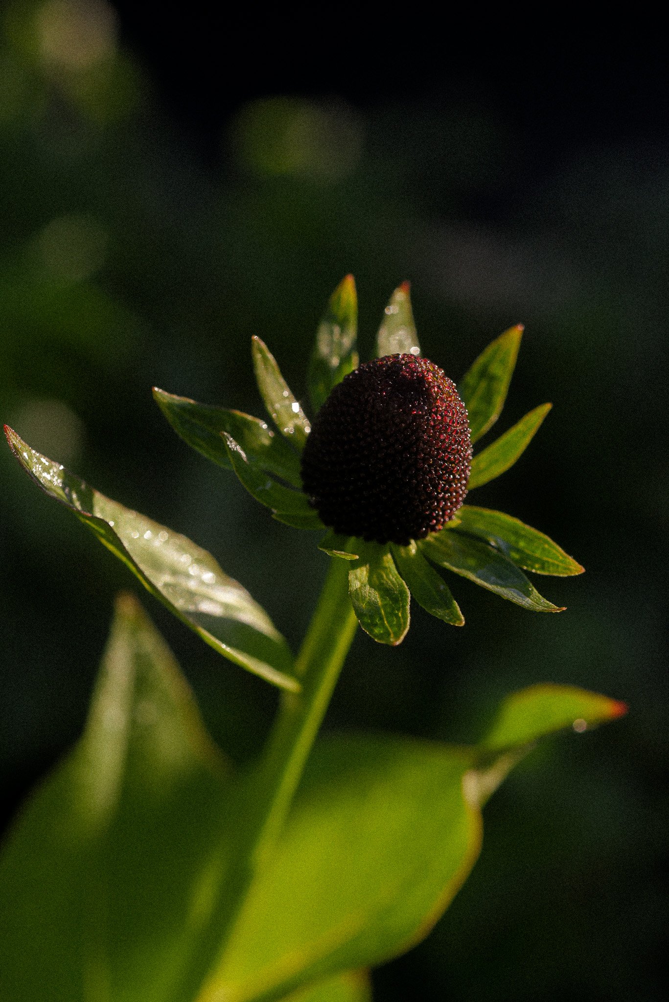 Rudbeckia Green Wizard