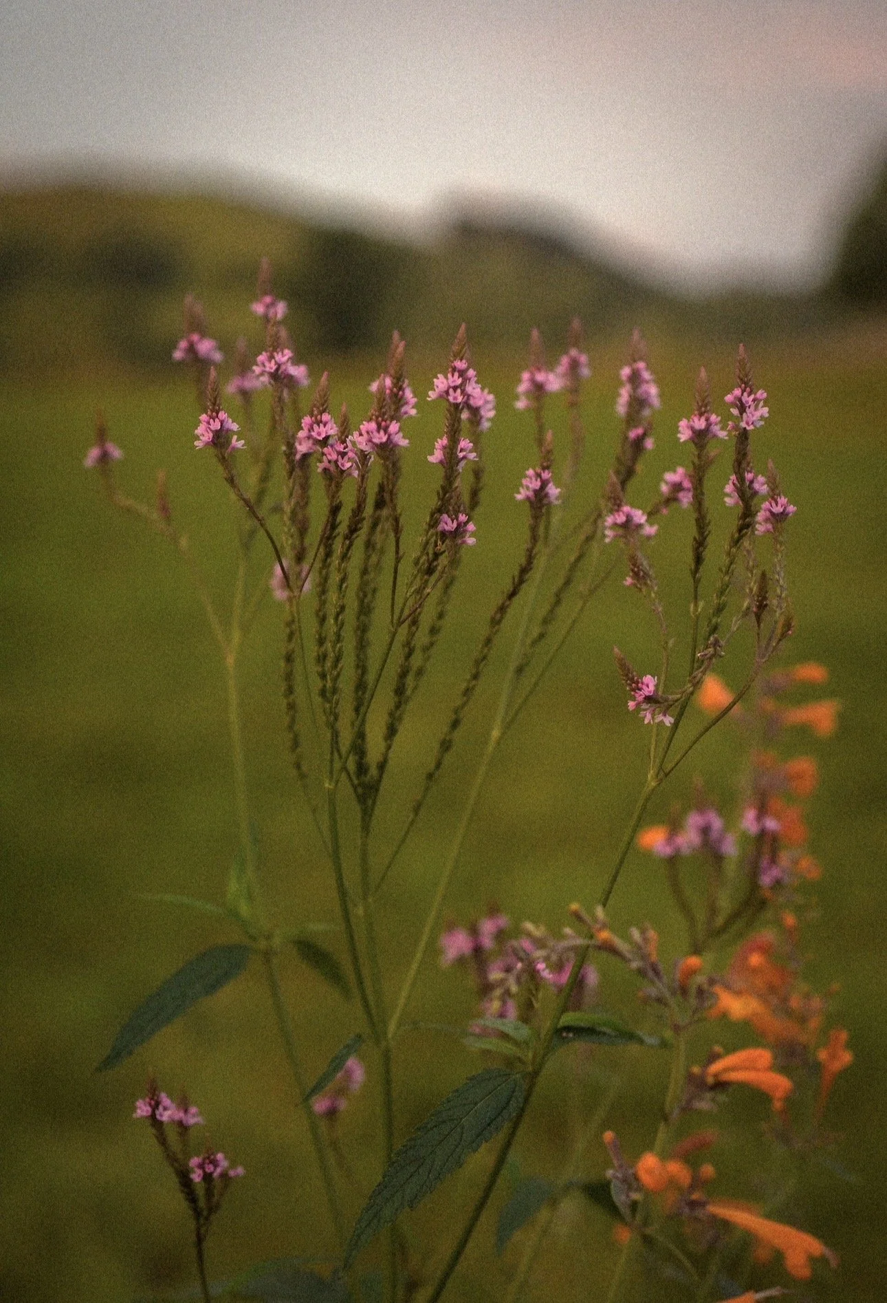 Verbena hastata ‘Pink Spires’
