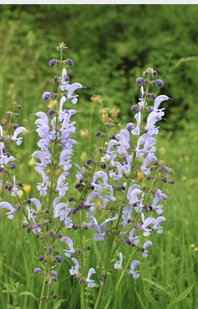 Screenshot 2026-01-17 at 12.55.20 PM.png