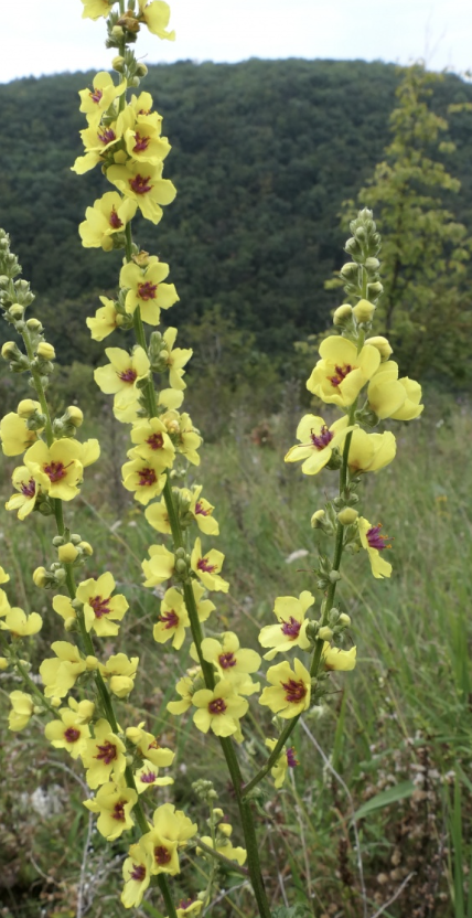 Verbascum chaixii