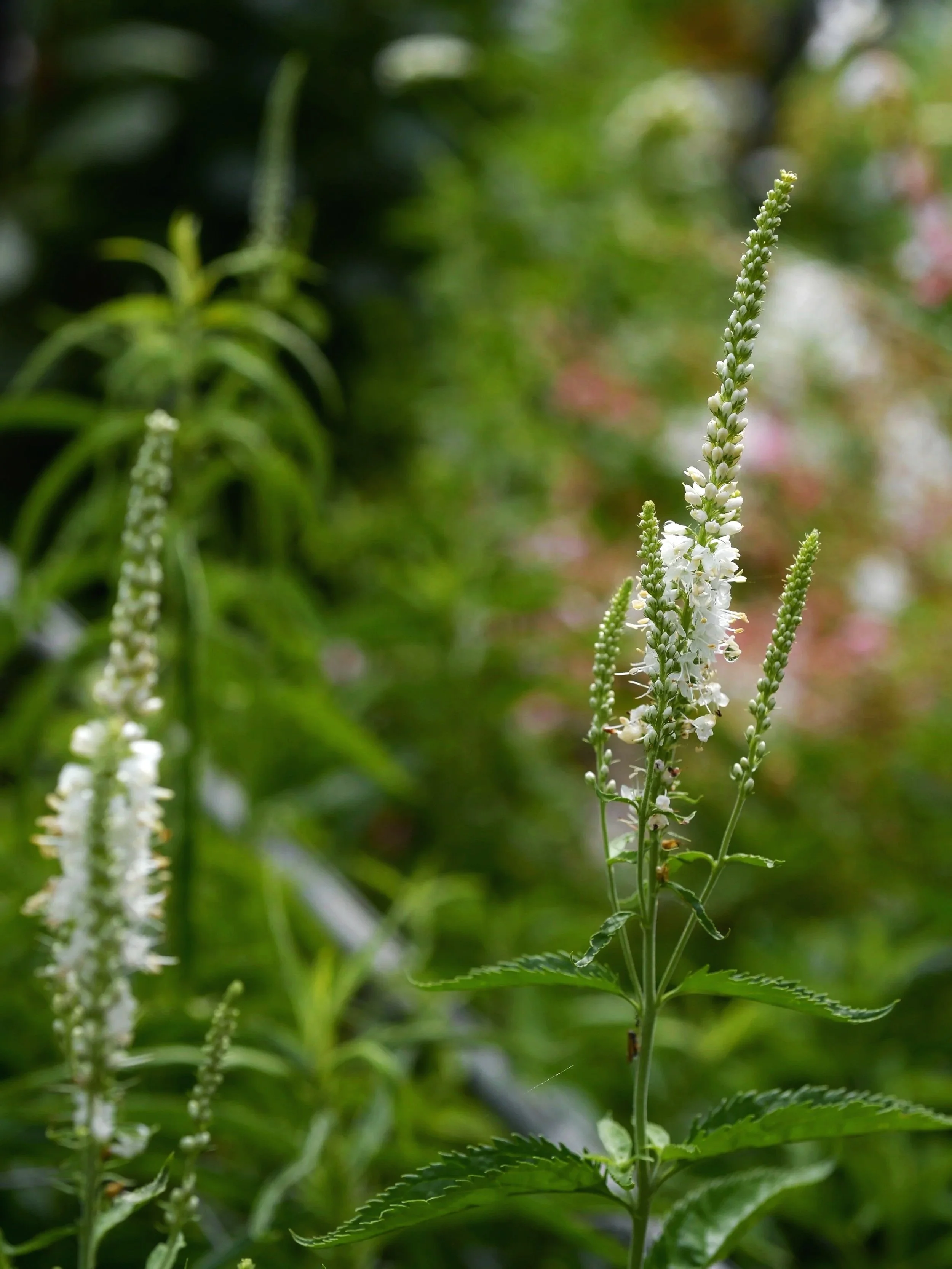Veronica Longifolia Alba