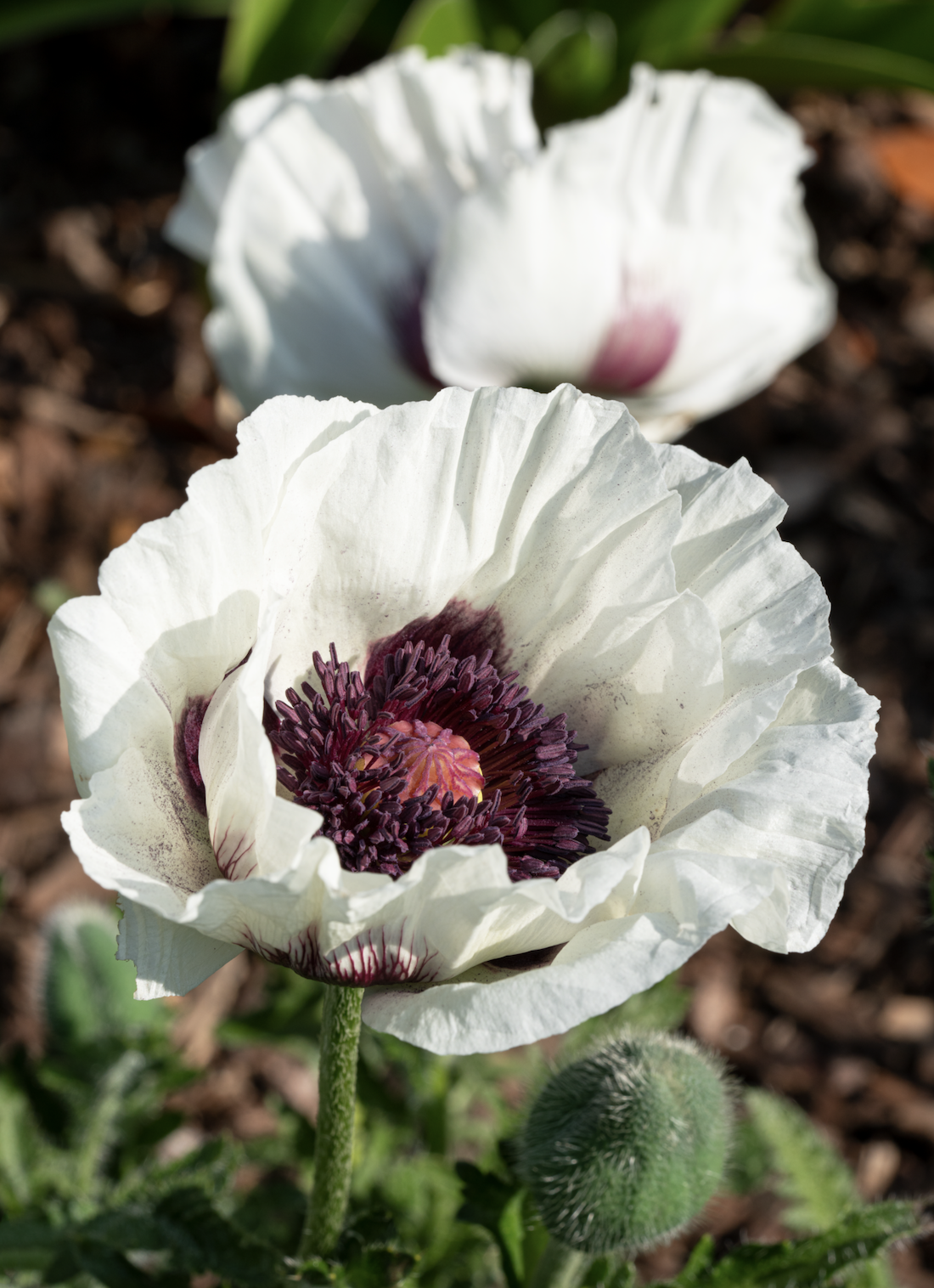 Screenshot 2026-03-25 at 8.48.31 PM.png