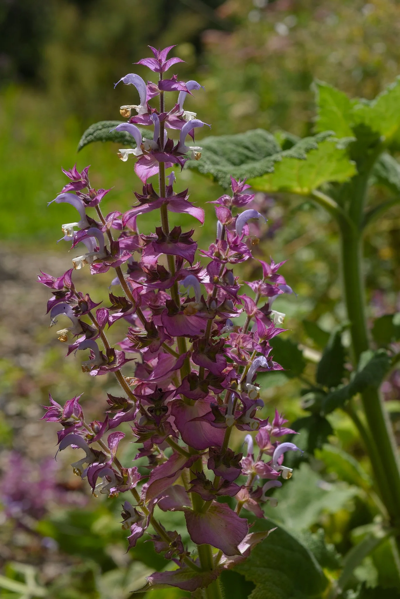 DSC_4862.jpg