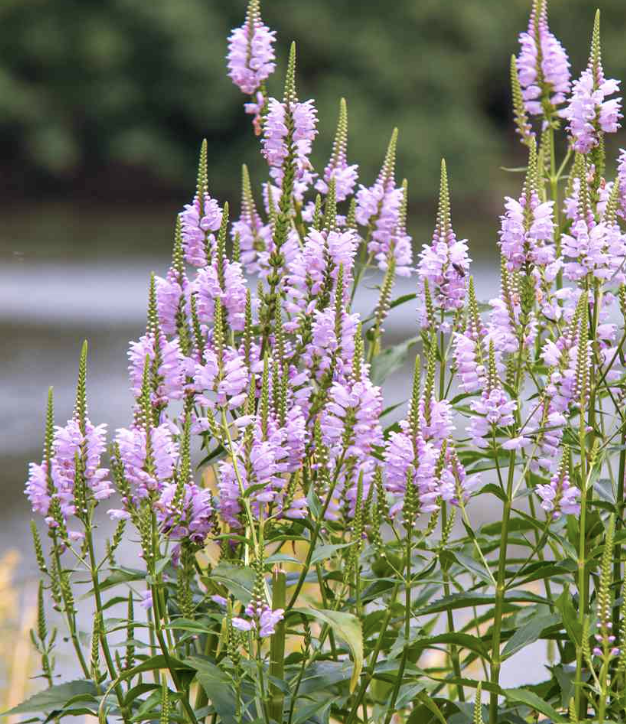 Физостегия виргинская — 