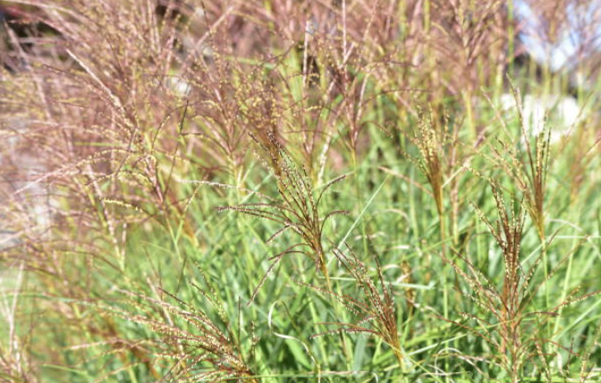 Screenshot 2026-02-06 at 8.54.37 PM.png