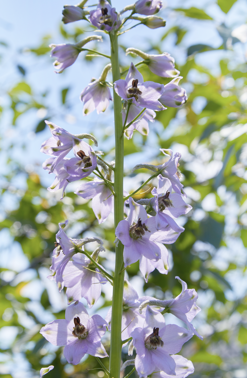 Delphinium Requienii