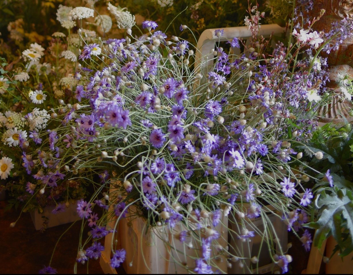 Catananche Caerulea