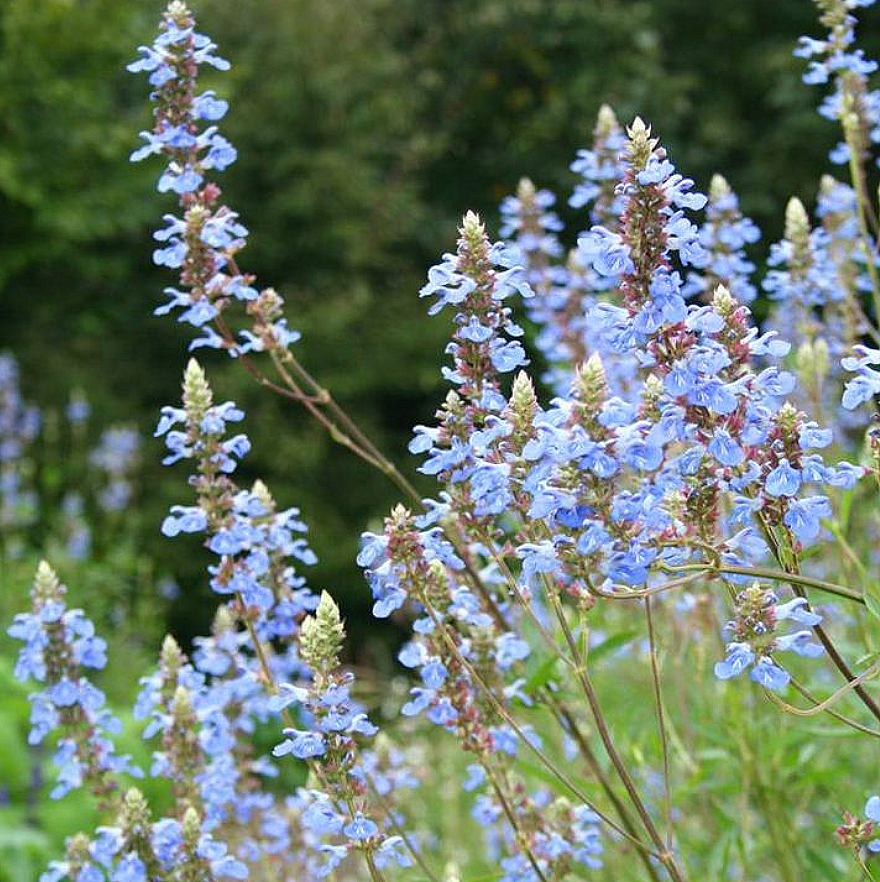 Salvia uliginosa