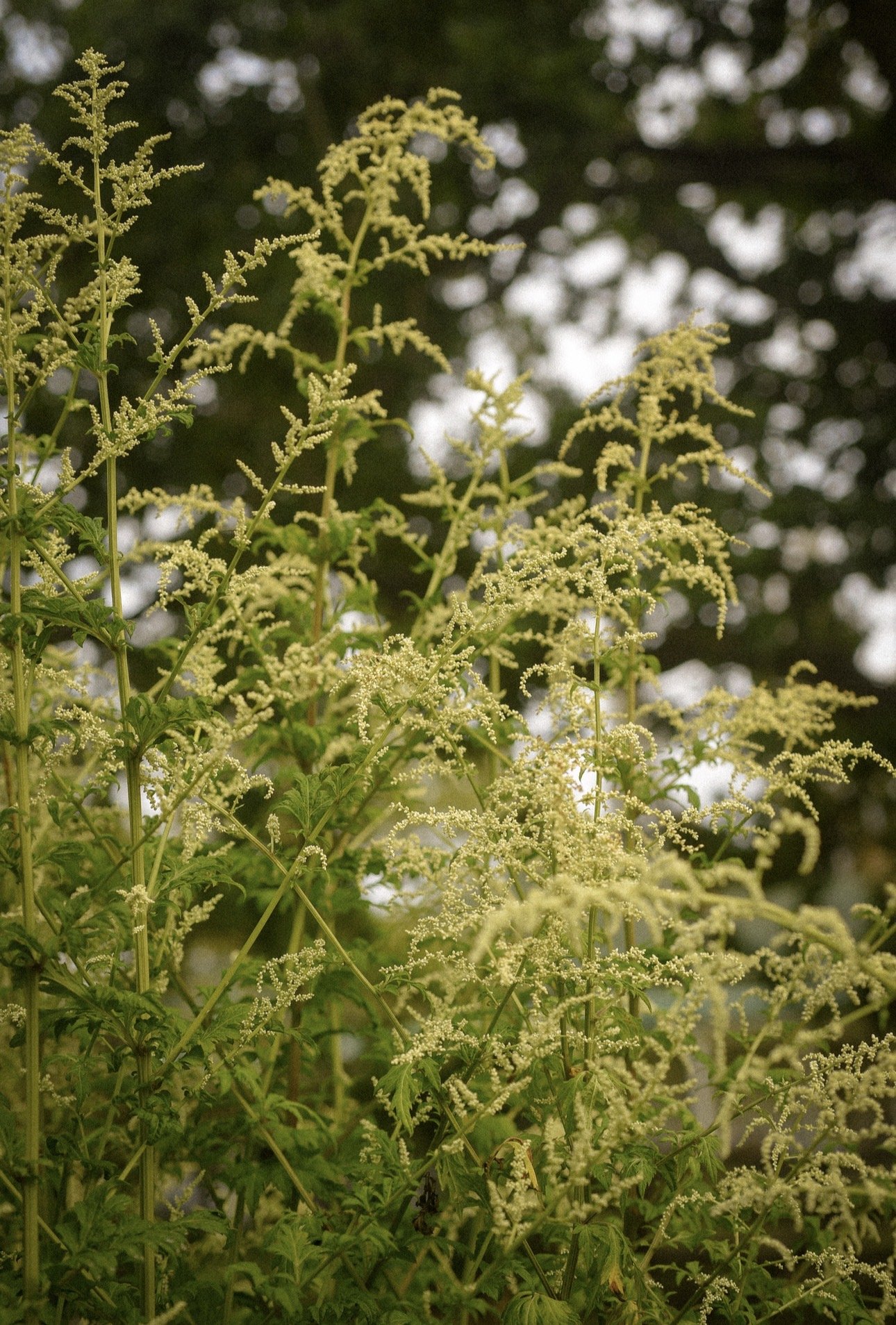 Artemisia Lactiflora