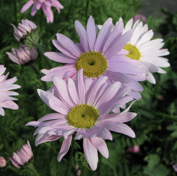 Tanacetum Coccineum - Robinson Pink