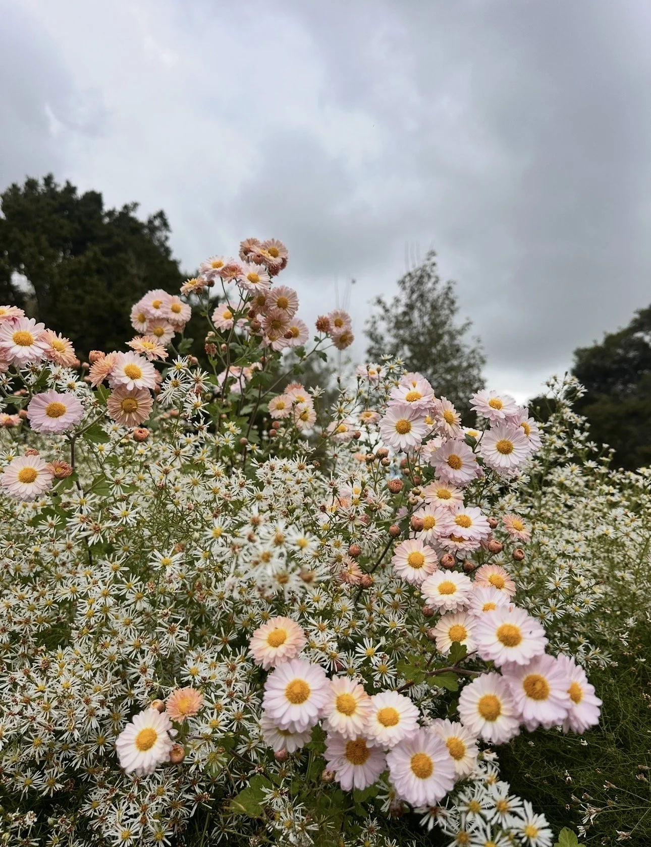 Pale Pink Spray Chrysanthemum