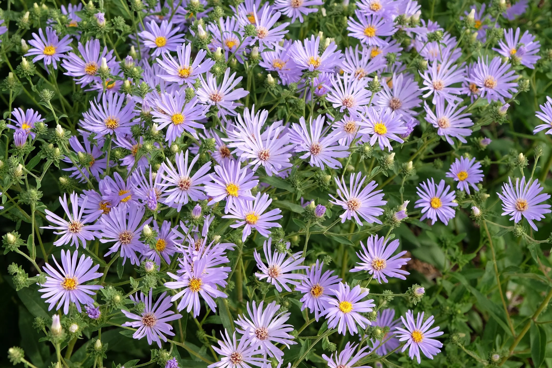iStock-2175262125.jpg
