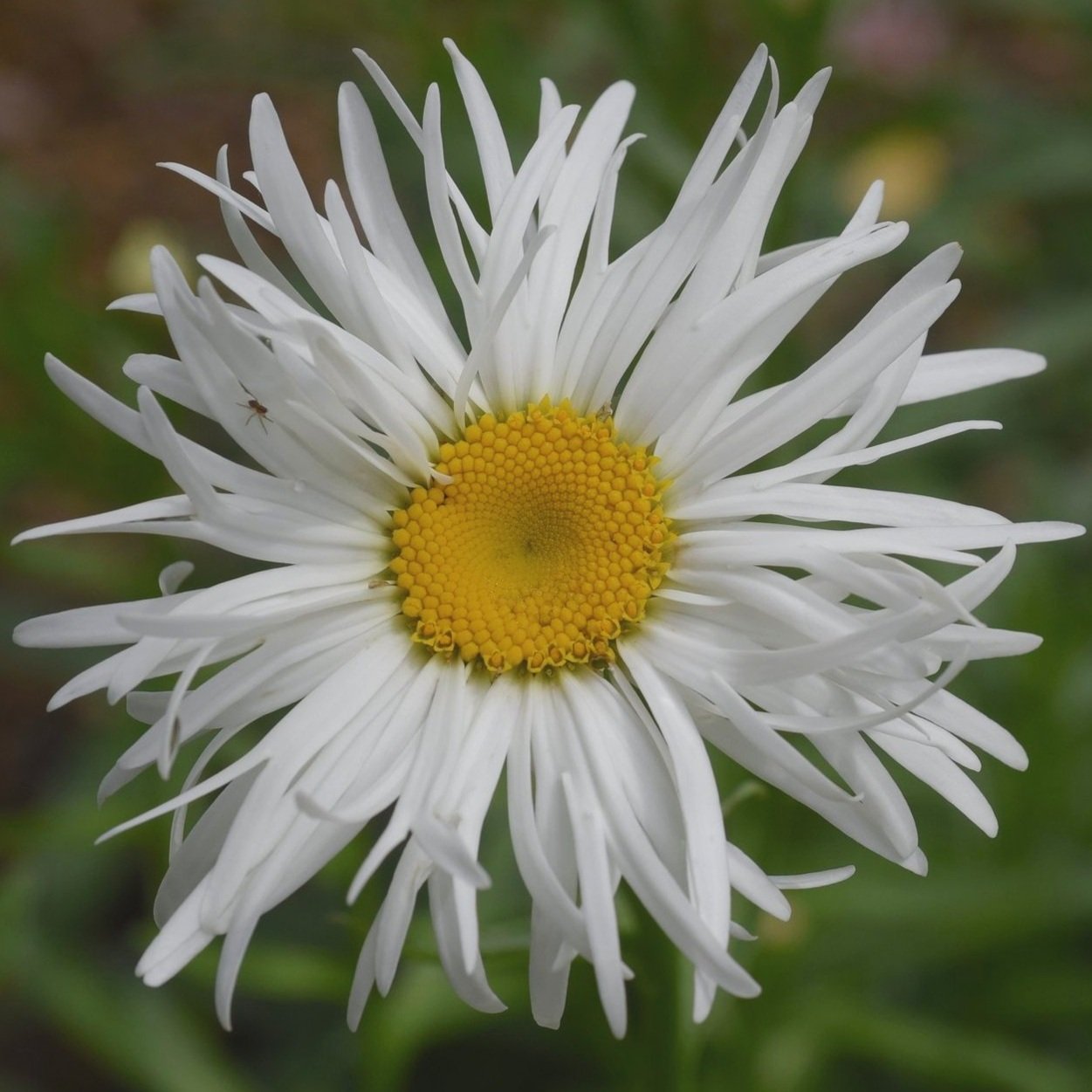 DSC_4737.jpg