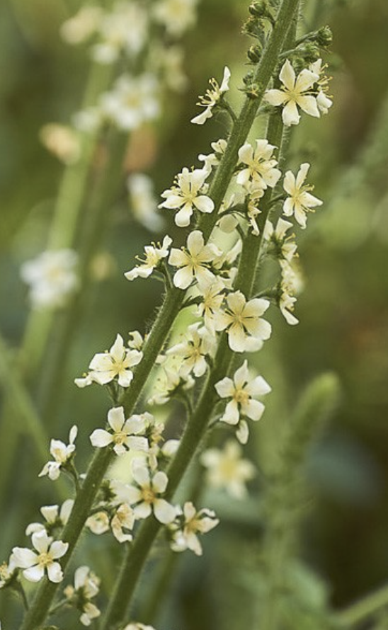 Agrimonia eupatoria alba