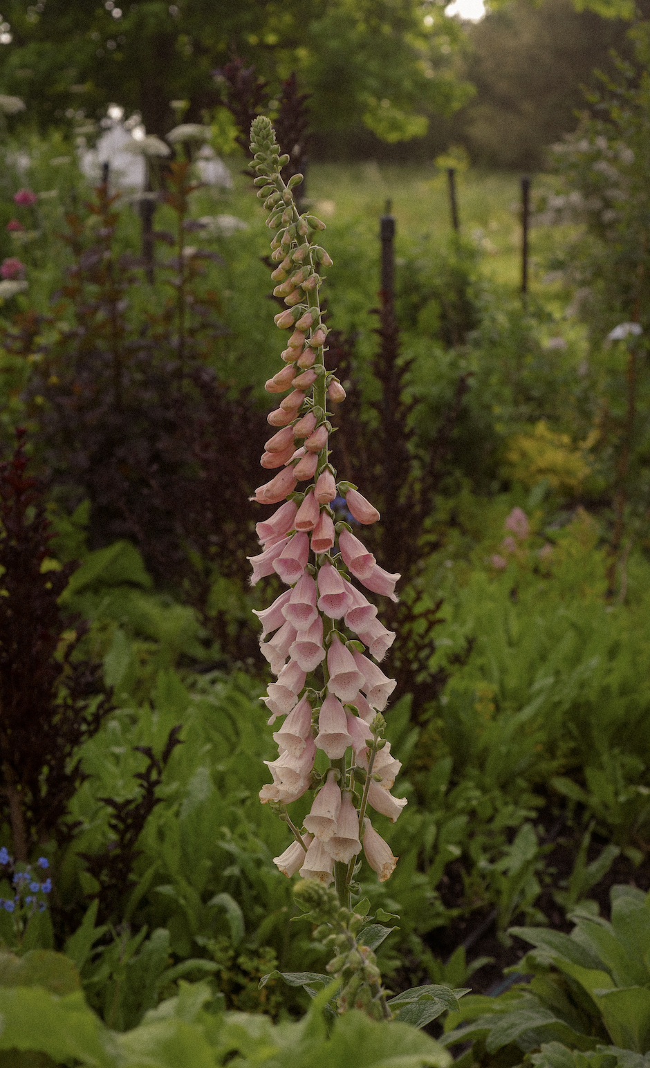 Digitalis Suttons Apricot