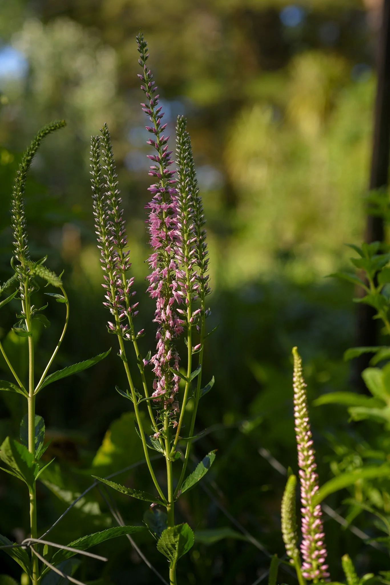 DSC_5973.jpg