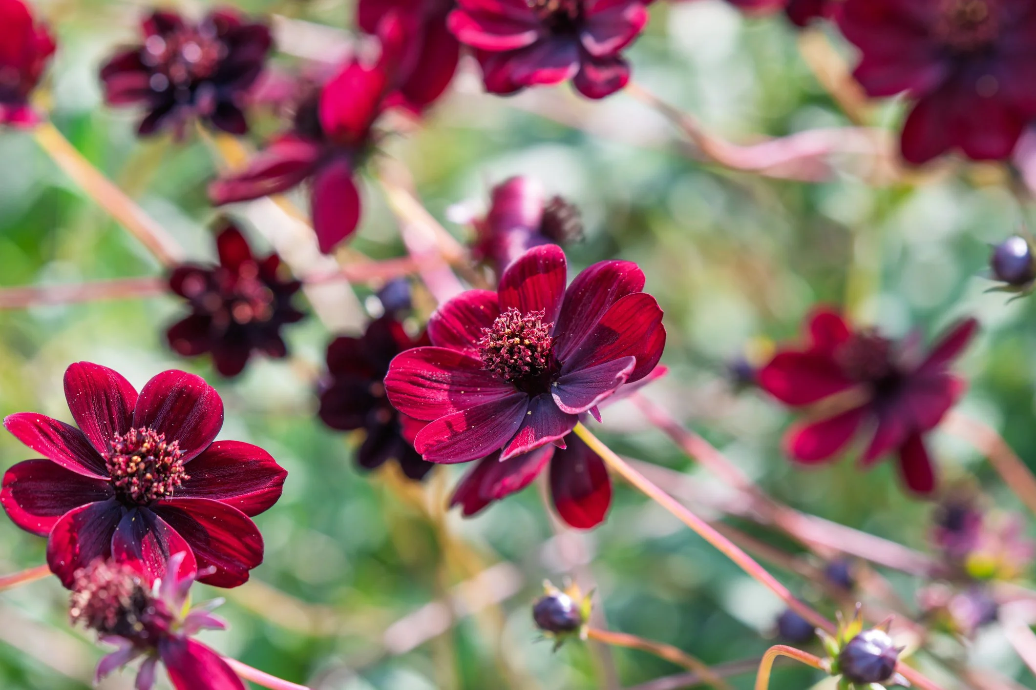 Cosmos atrosanguineus (Chocolate Cosmos)