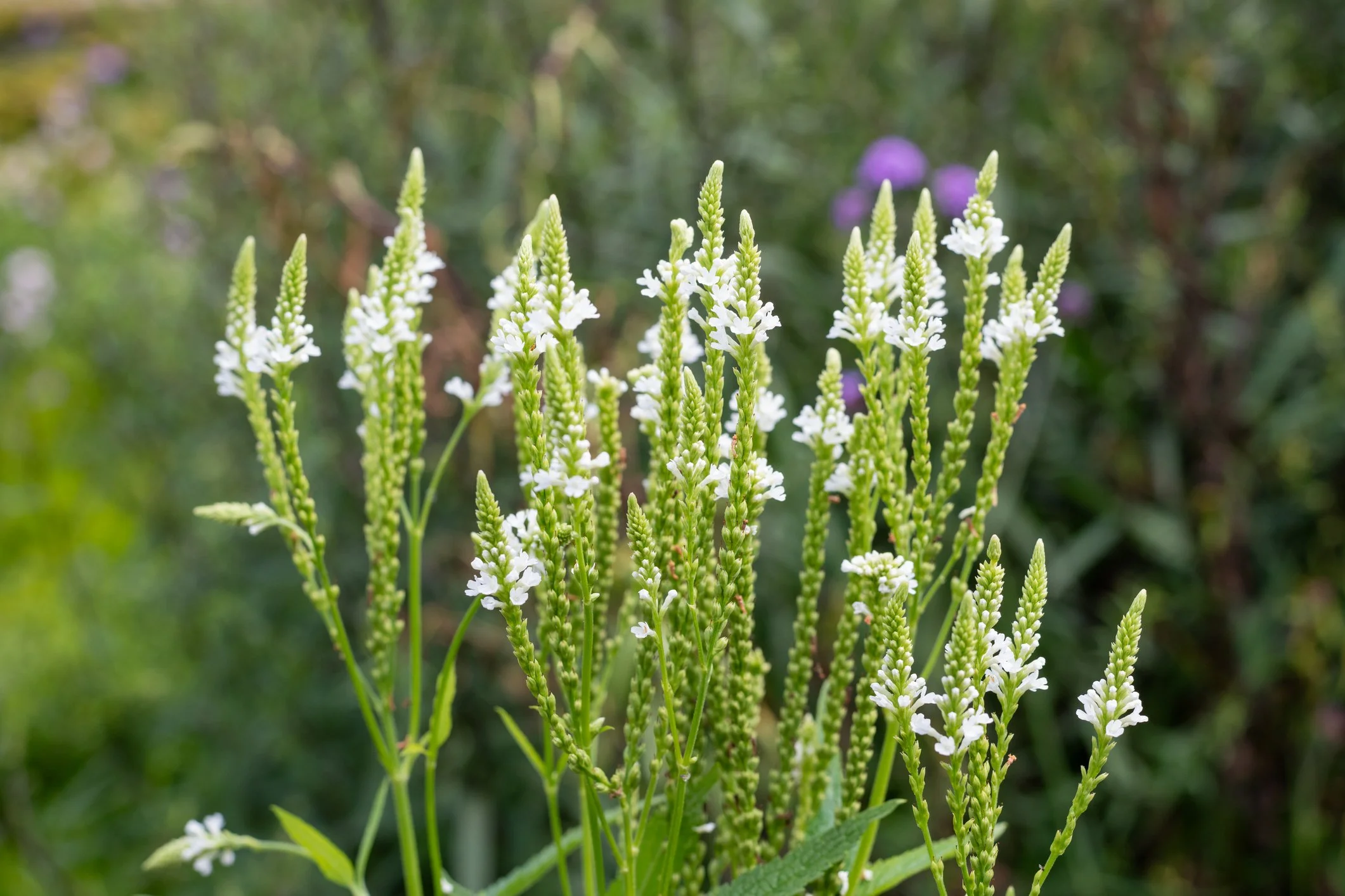 Verbena hastata ‘White Spires’