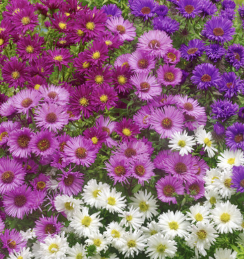 Aster novi-belgii