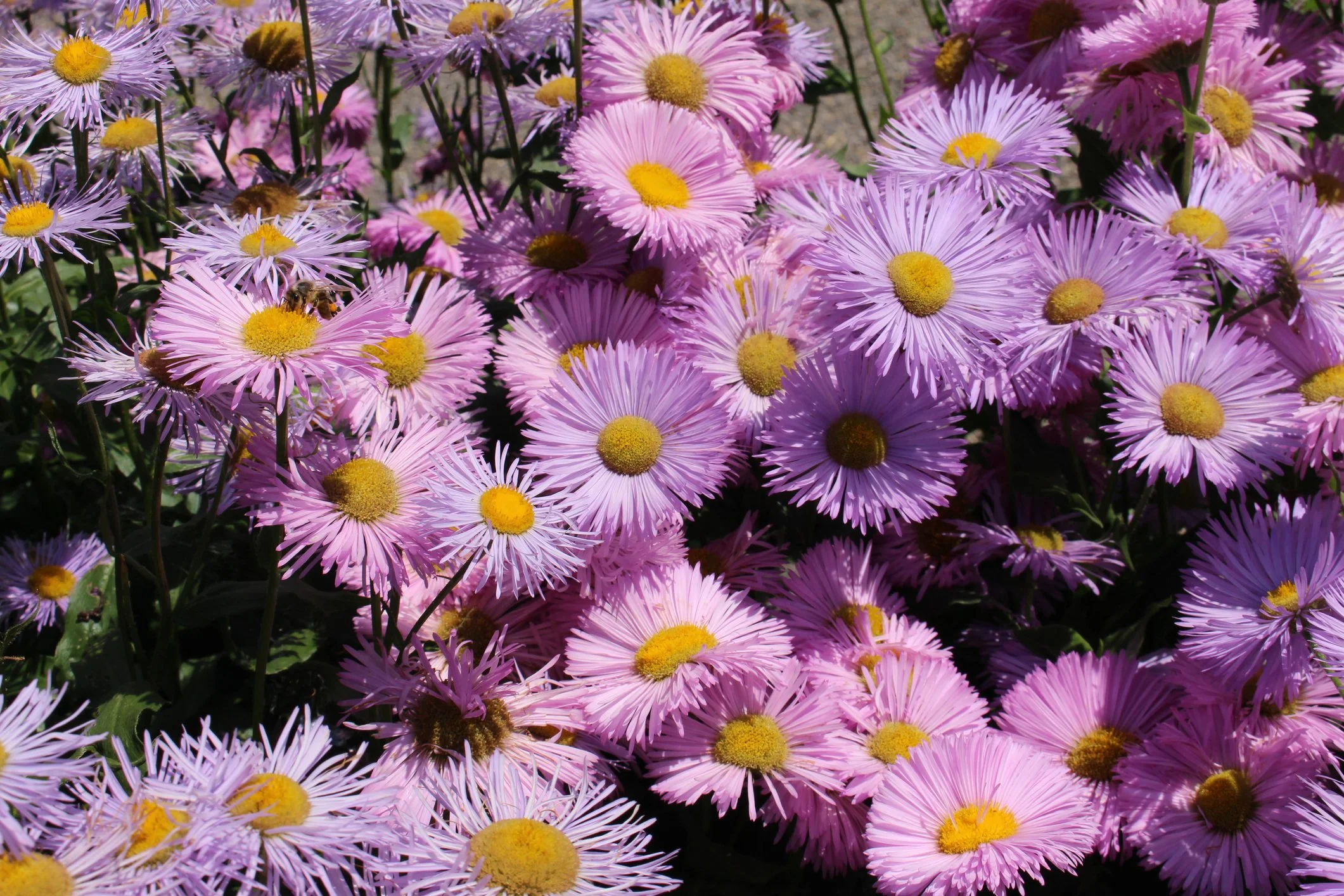 Erigeron ‘Rosa Juwel’