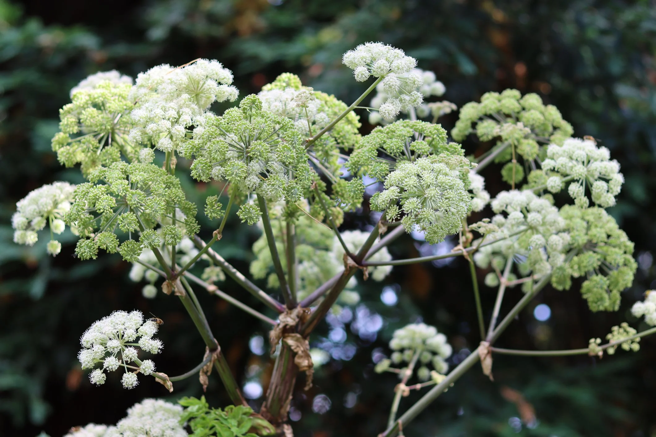 Angelica archangelica