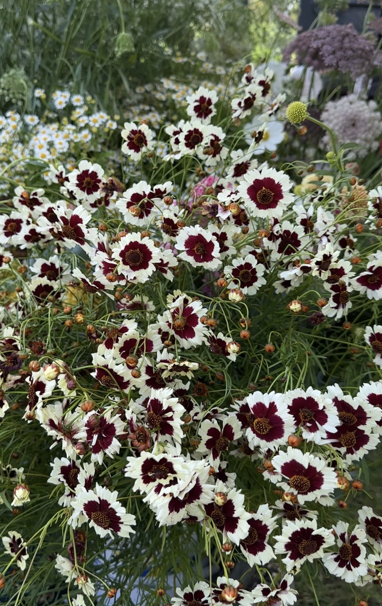 Coreopsis Incredible Swirl