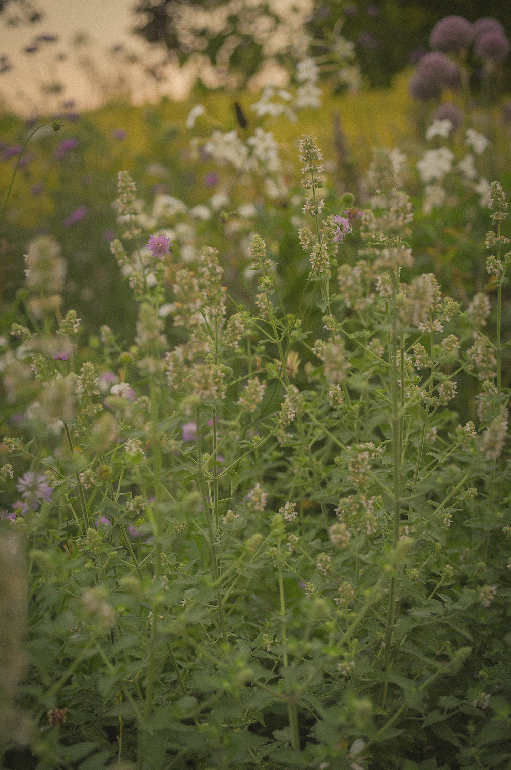 Nepeta Cataria ssp Citriodora