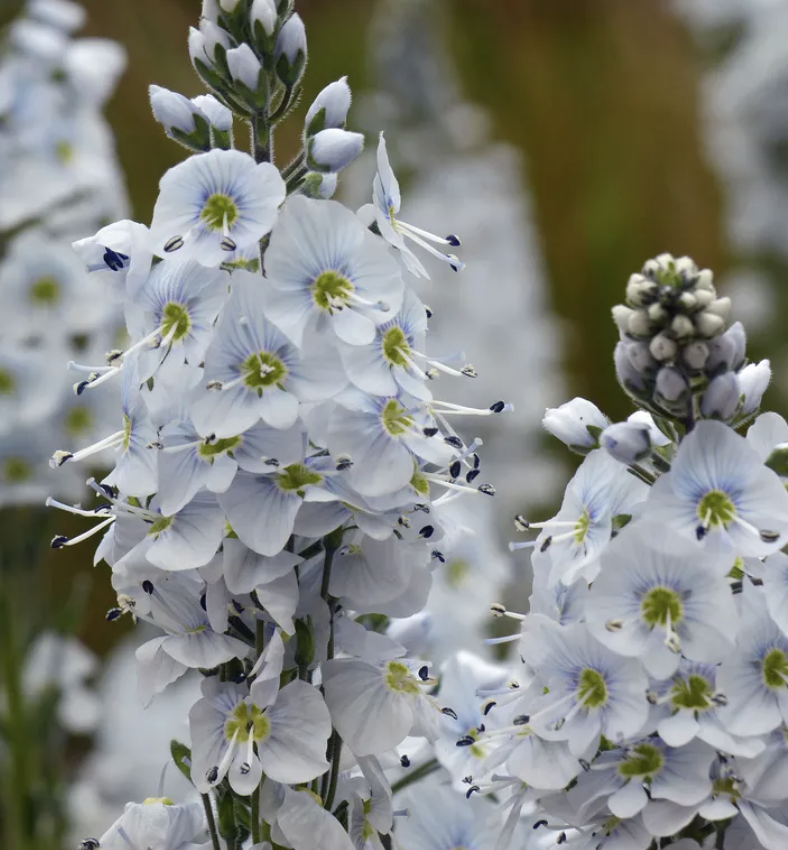 Veronica Gentianoides