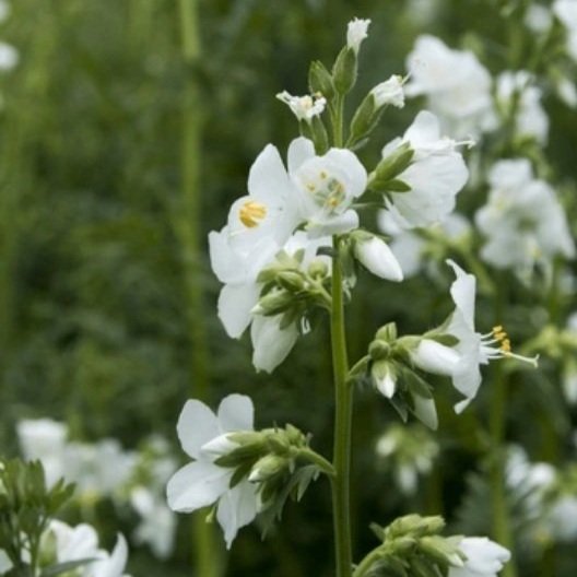 Polemonium caeruleum alba
