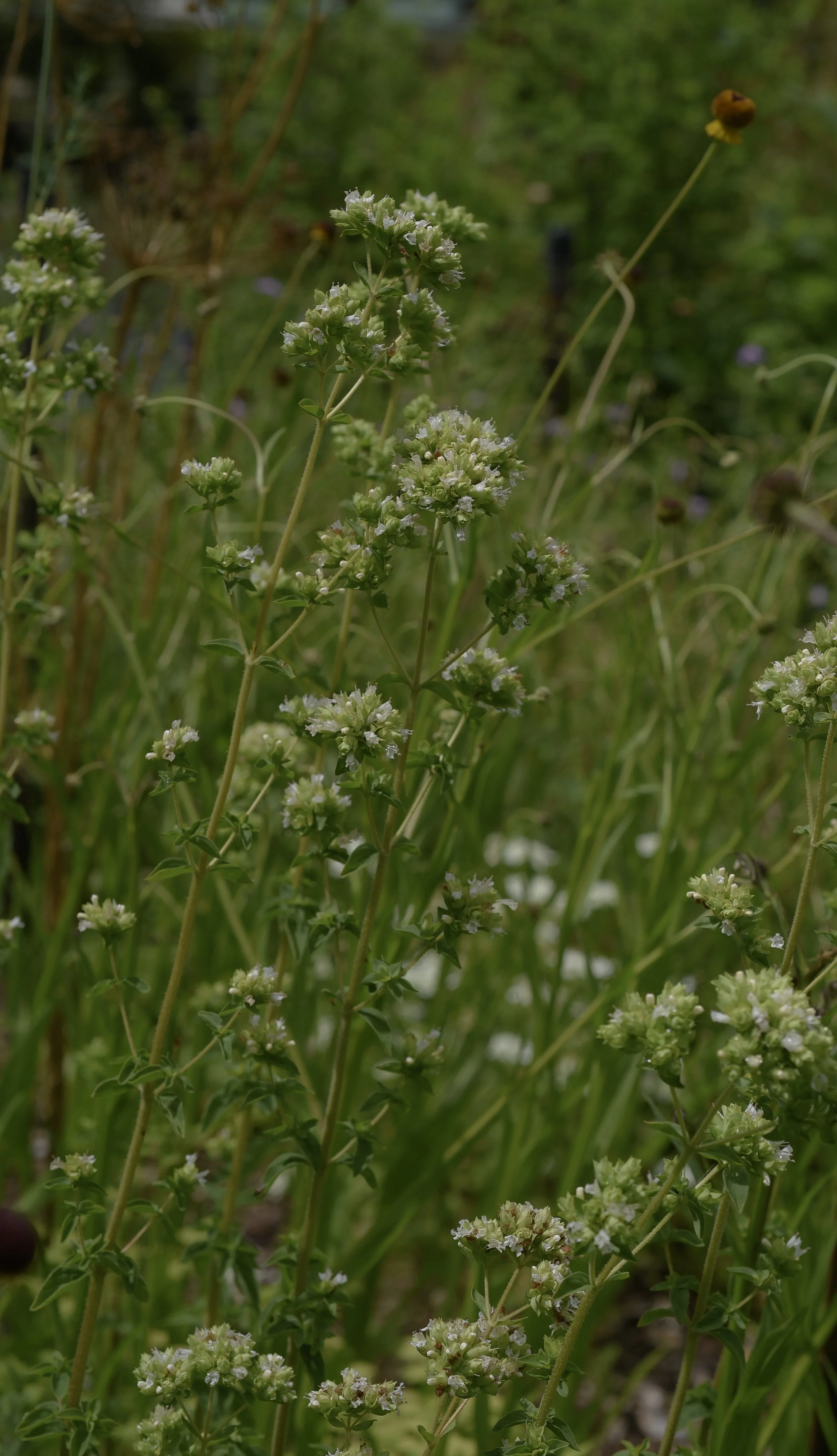 Origanum Vulgare var. Albiflorum