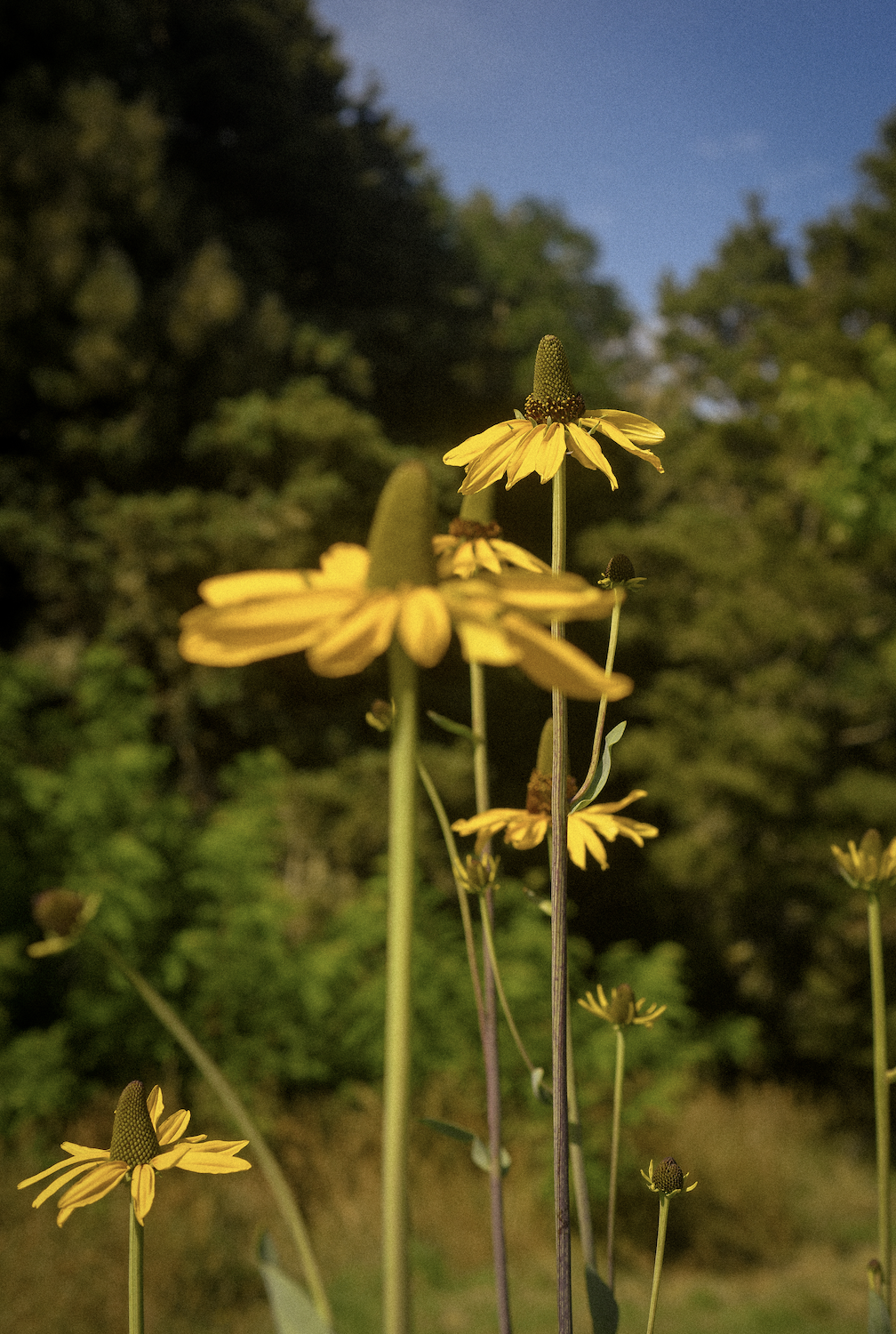 Rudbeckia maxima