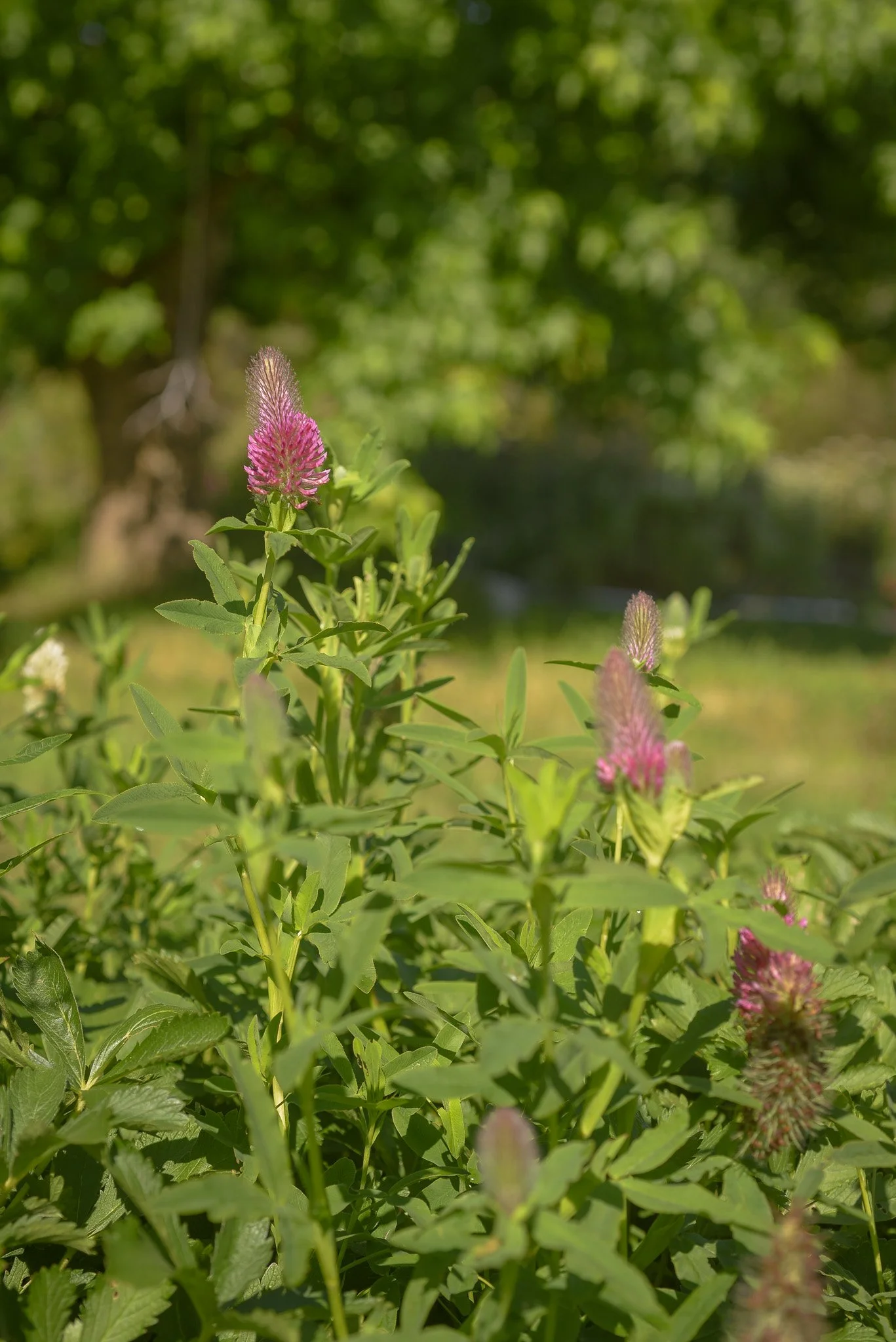 DSC_6211.jpg