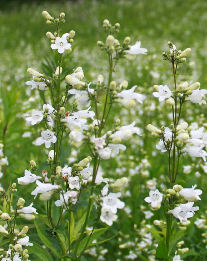 Penstemon digitalis