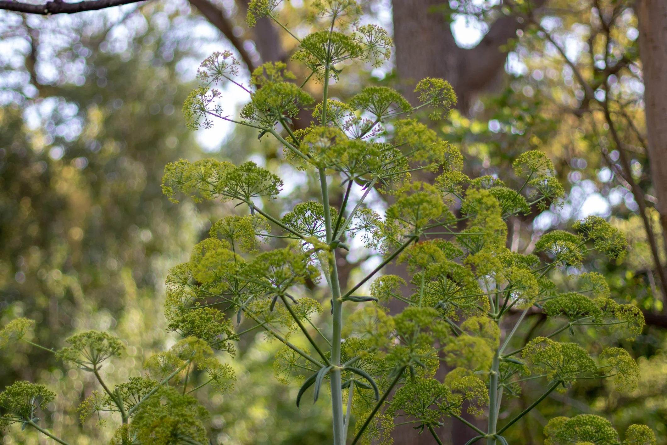 Ferula communis