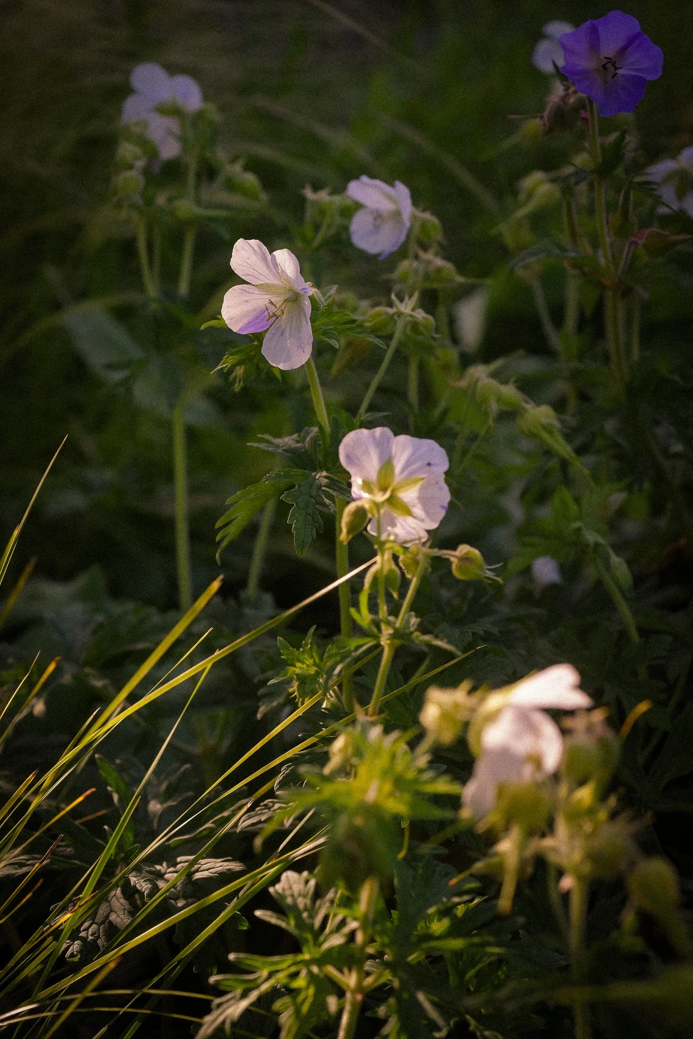Geranium pratense Splish Splash