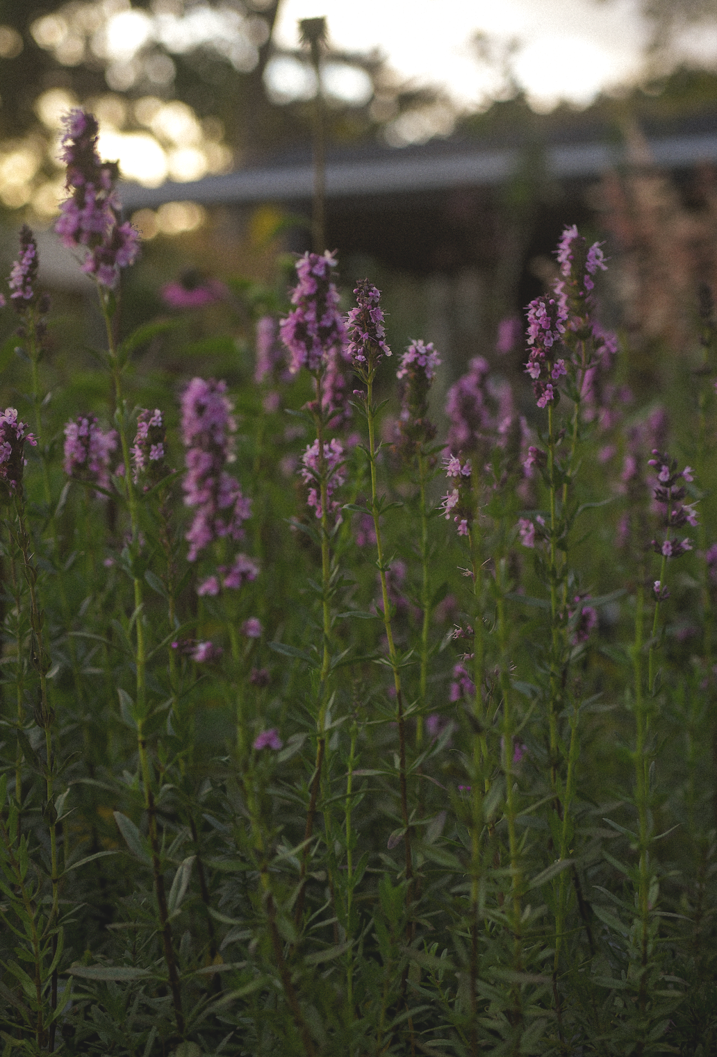 Hyssopus officinalis 'Roseus'