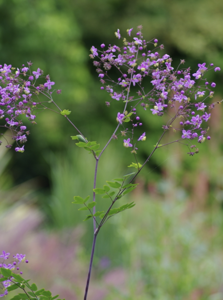 Thalictrum rochebruneanum var. grandisepalum