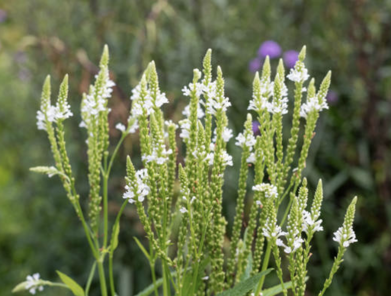 Screenshot 2026-01-08 at 9.29.54 PM.png