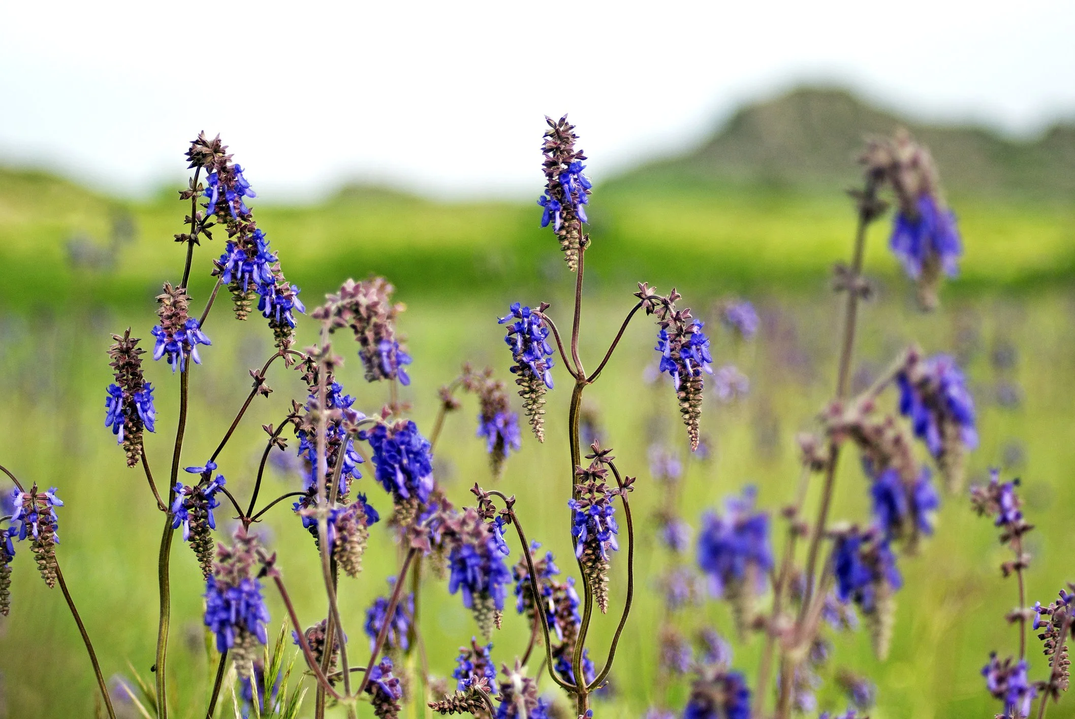 iStock-1386334160.jpg