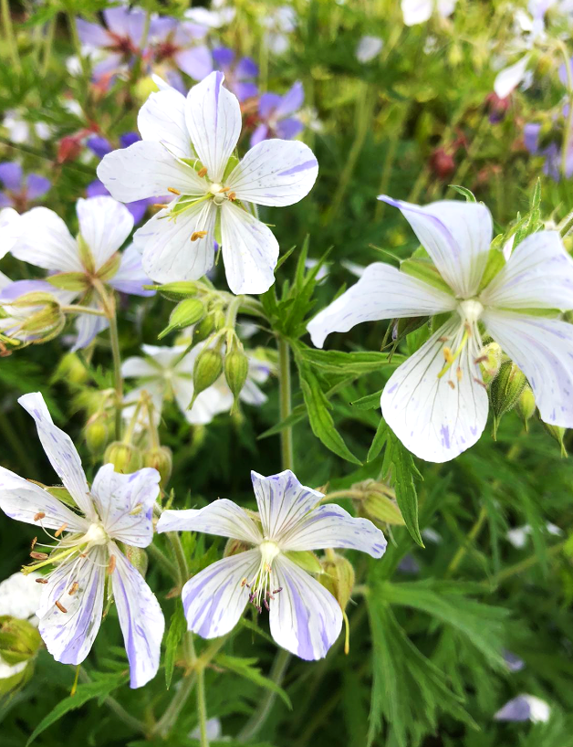 Geranium pratense Splish Splash