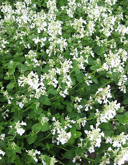 Nepeta racemosa ‘Alba’