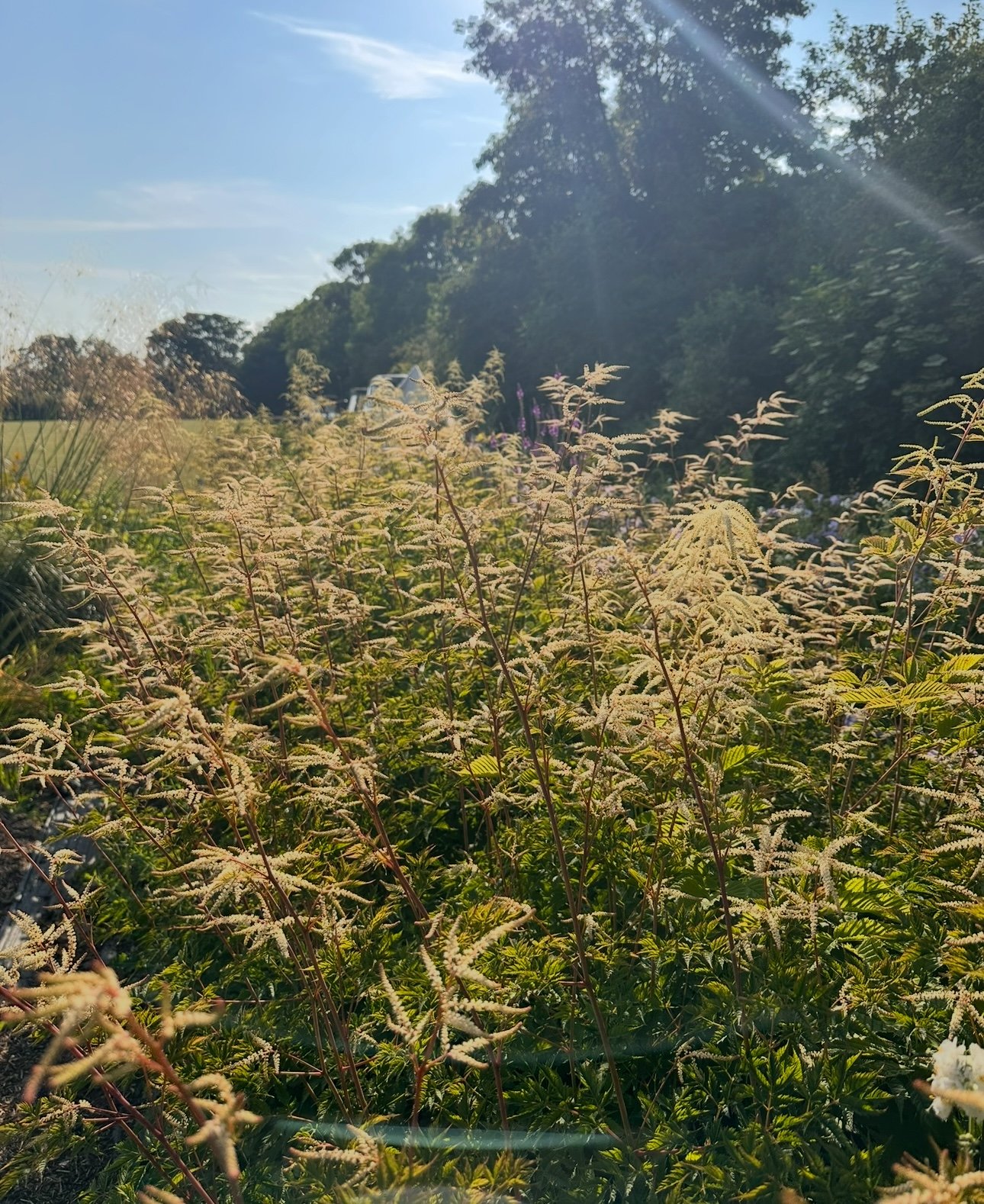 Aruncus Dioicus Whirlwind