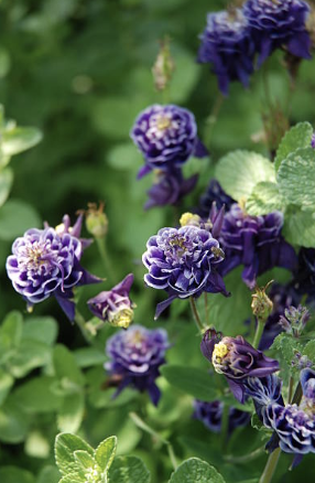 Screenshot 2025-12-29 at 7.33.58 PM.png