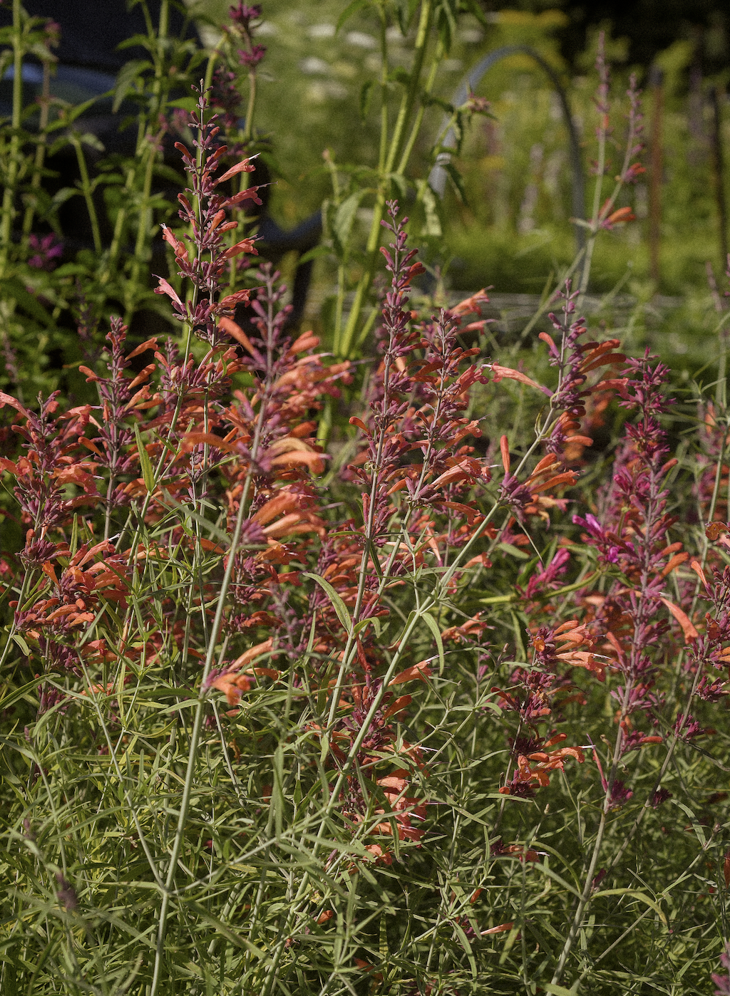Agastache aurantiaca
